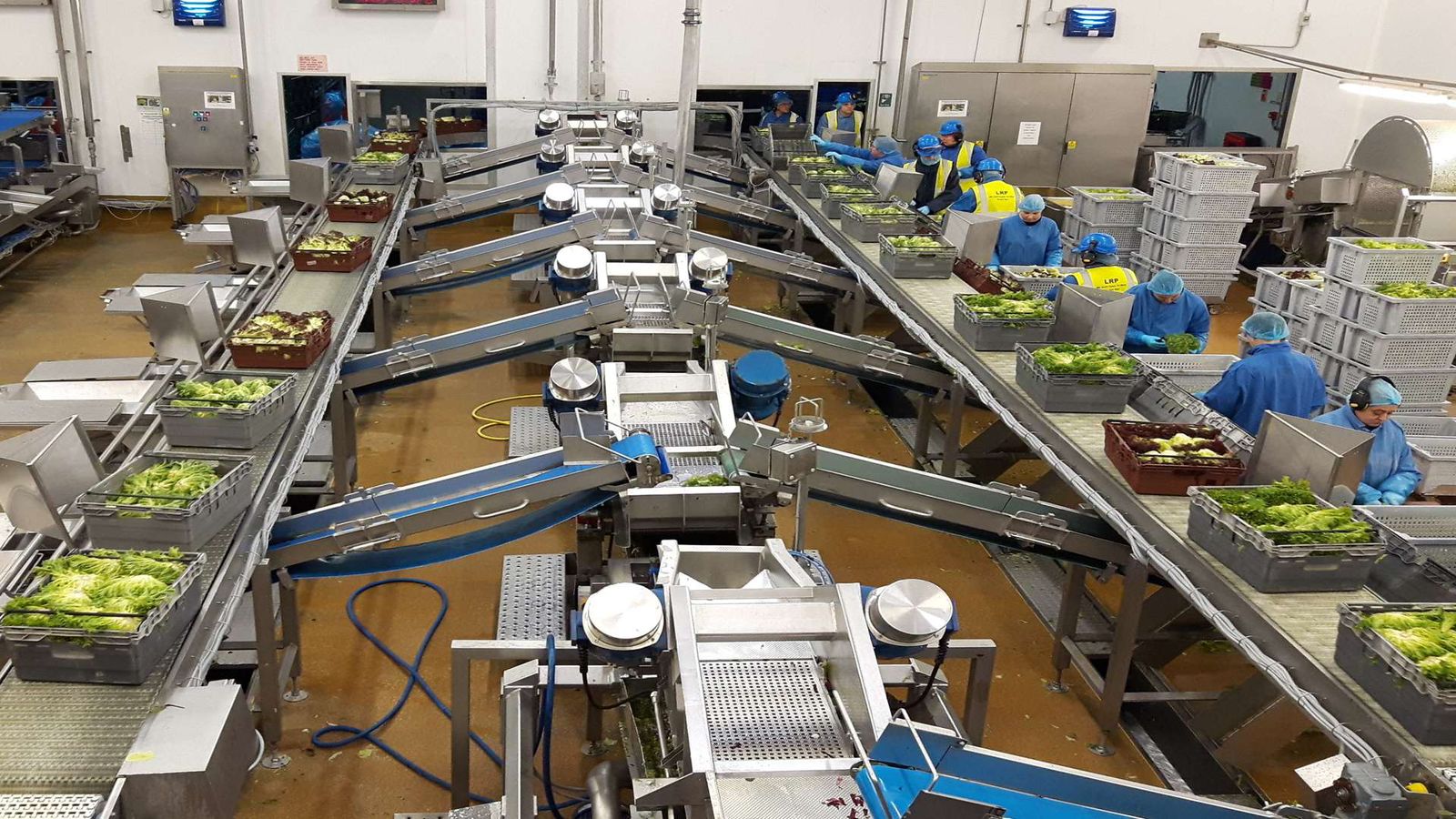 Salads getting packaged in a line
