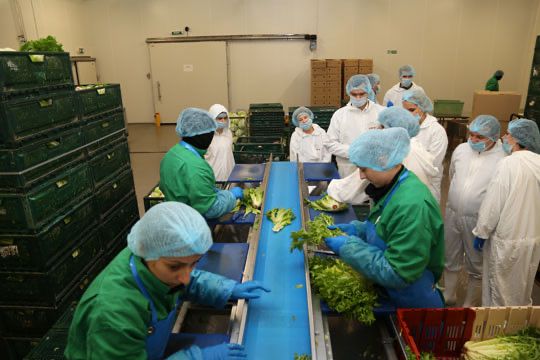 white apron workers cleaning vegetables in line